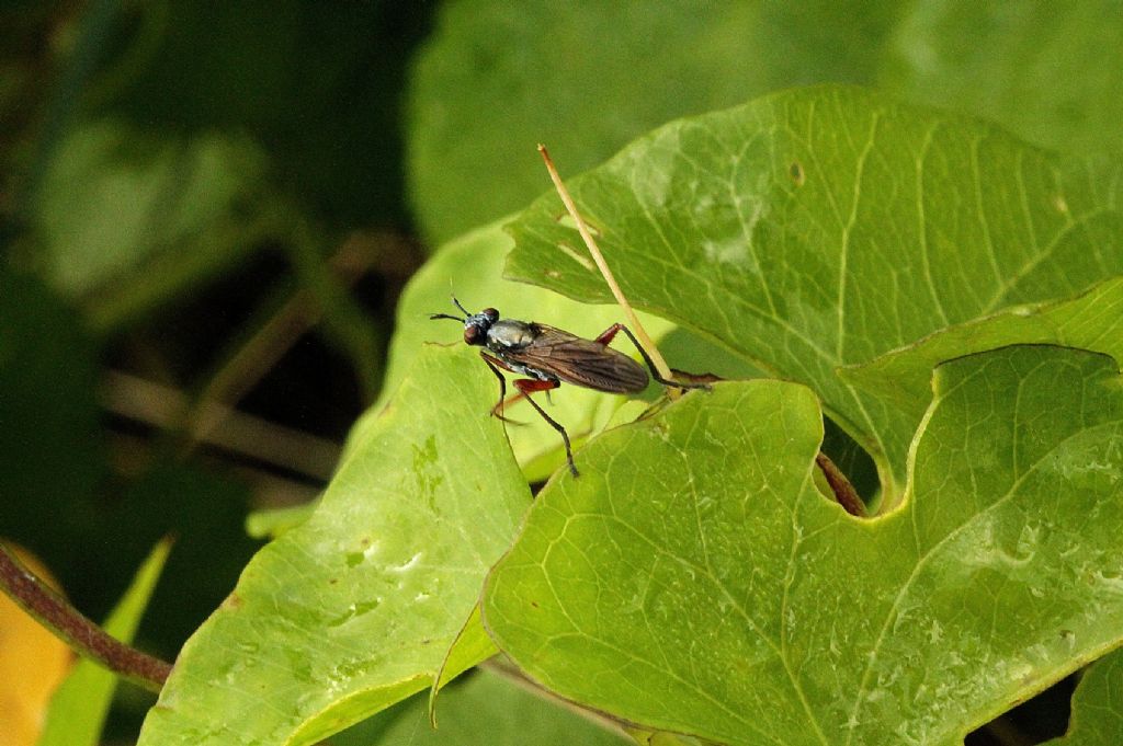 Dittero Empipidae?